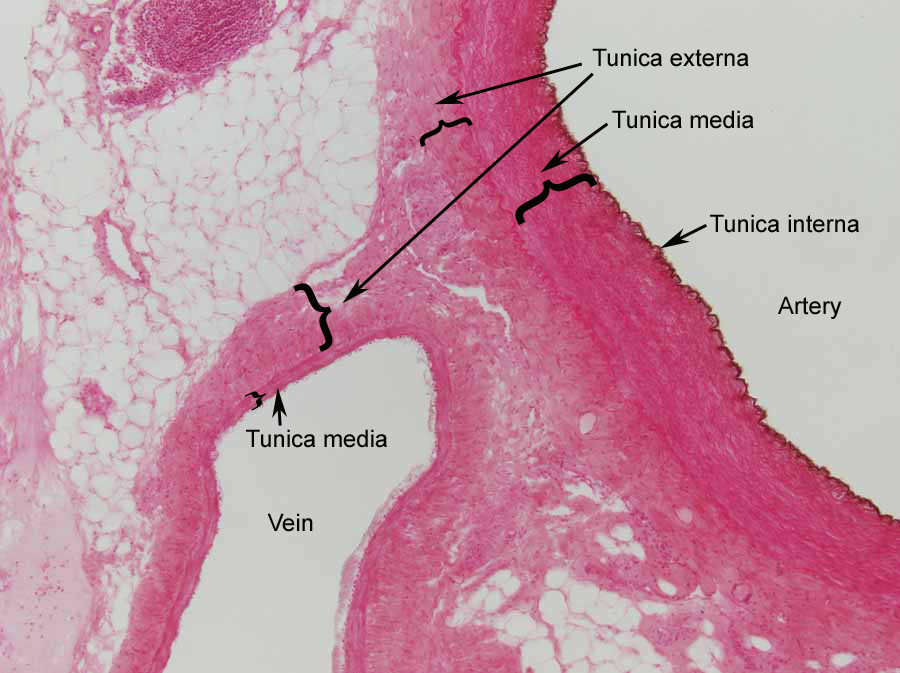 Cardiovascular System - Human Veins,.