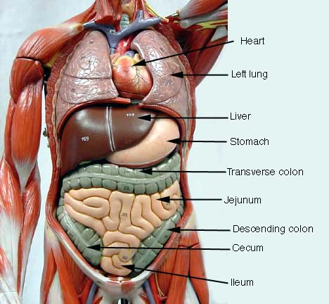 Featured image of post Torso Model Anatomy Labeled - Human torso model 28cm human internal organs human anatomy.