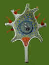 Neuron2_cell_body.jpg (18587 bytes)