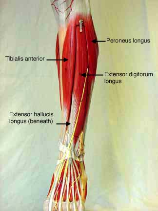 extensor digitorum longus model