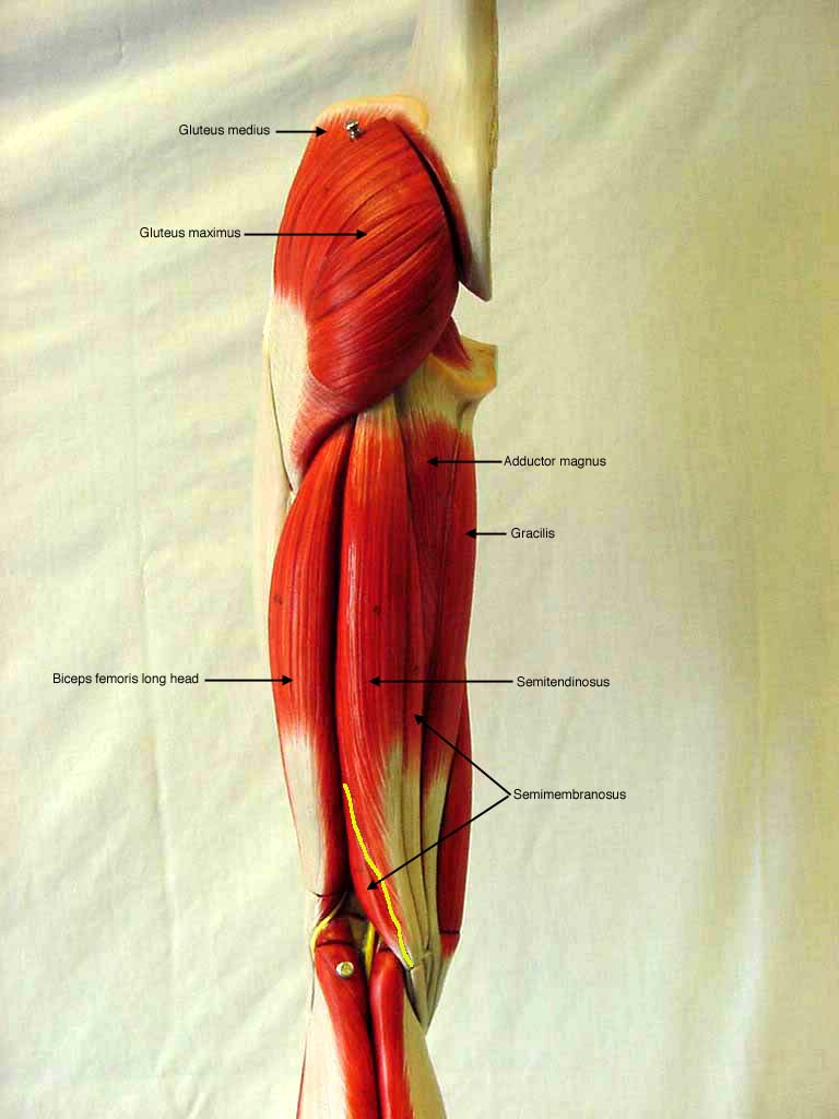 Muscular System Without Label