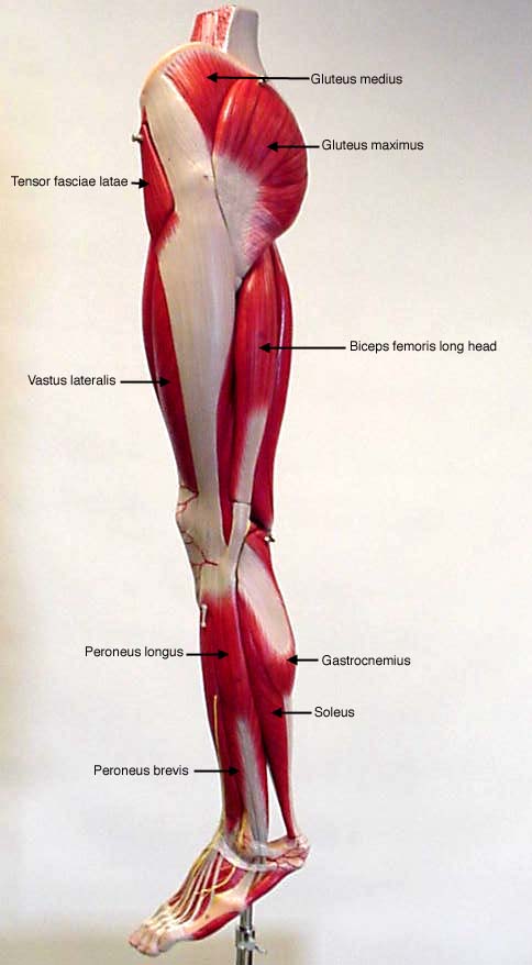 Labeled Lateral View Of Leg Muscles Leg Muscles Anatomy Human Body