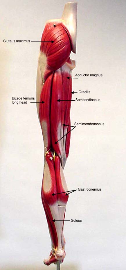lower limb muscle anatomy