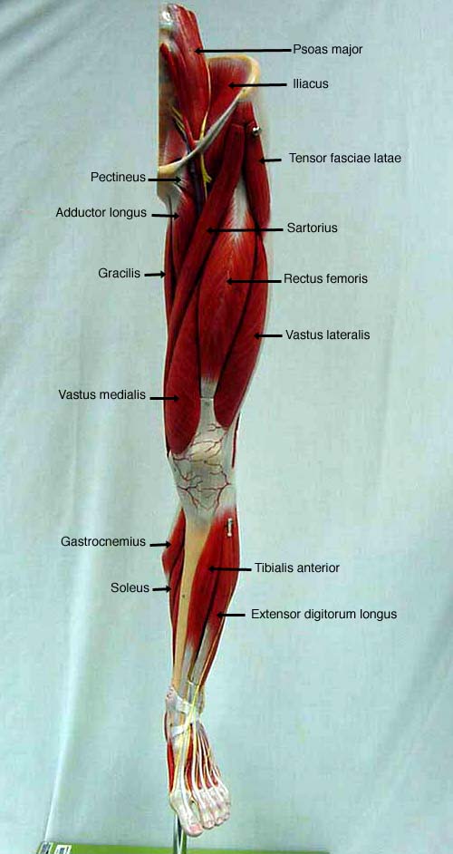 Lower Extremity