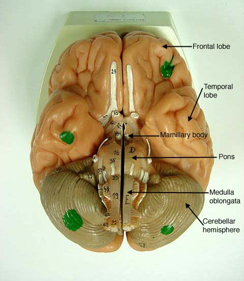 Labeled Brain Model