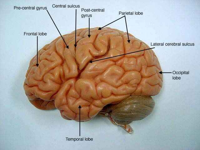 lobes of brain