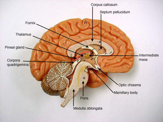 Lobes