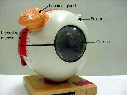 eye model anatomy and physiology