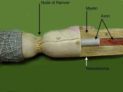 neuron cell model labeled
