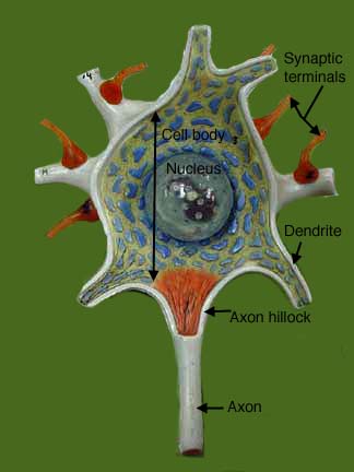 labeled neuron