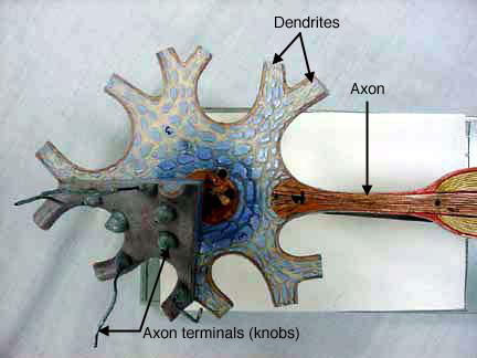 neuron model