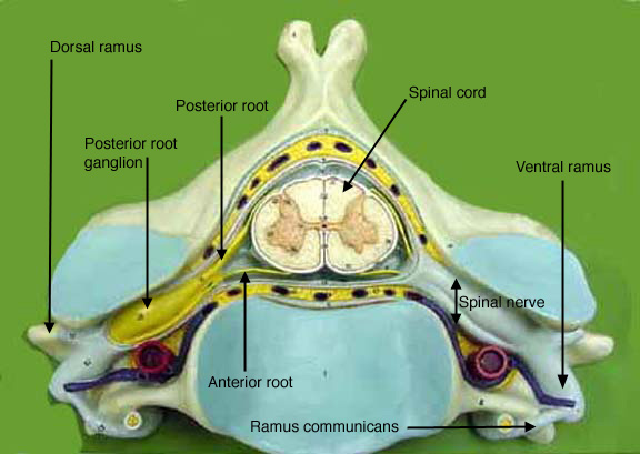 real spinal cord section transvers