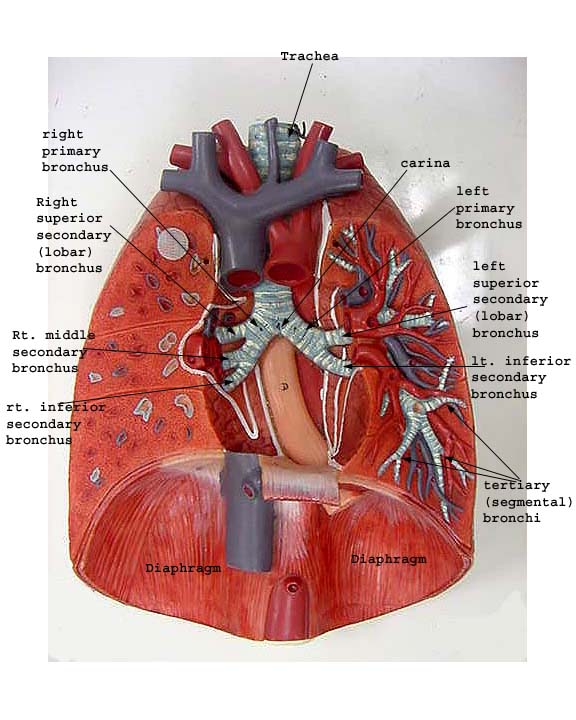 heart diagram without labels