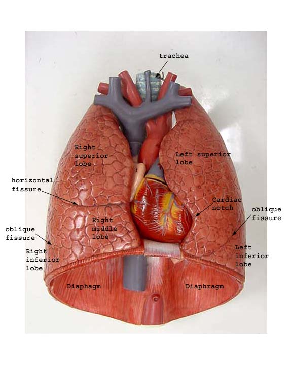 Label The Lungs Diagram
