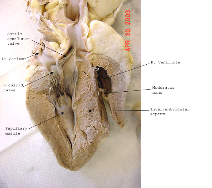 sheep heart structure