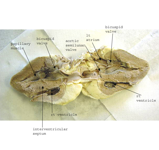 animal cell diagram for kids labeled. detailed animal cell diagram