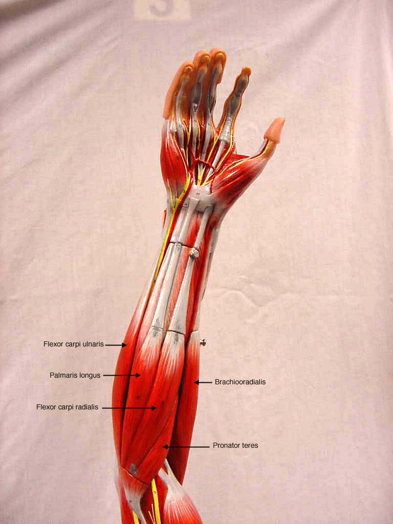 Muscular Anatomy Of Human Torso
