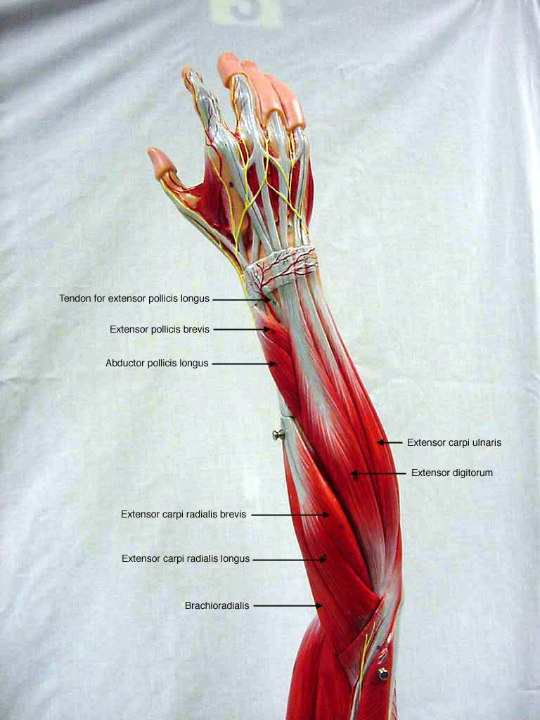 Upper Arm Muscles Names Human Muscles Arm Upper Max · Brachialis