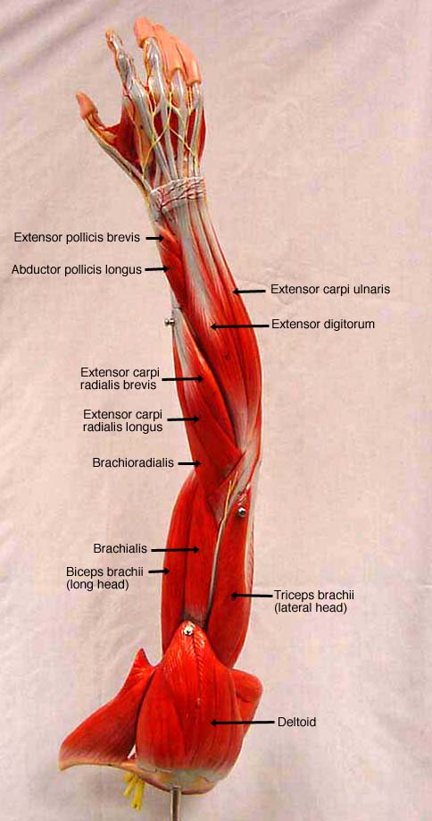 upper extremity anatomy