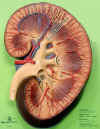 kidney2.jpg (48765 bytes)