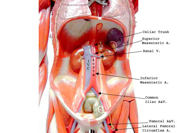 Featured image of post Sdmesa Anatomy Using the international anatomical terminology