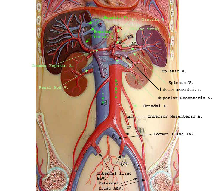 Abdominal Blood Vessels Labeled Arteries Veins Atlas Of Anatomy Hma 