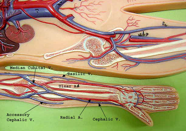 blood vessels diagram to label