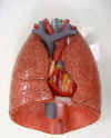 lungs.jpg (41783 bytes)