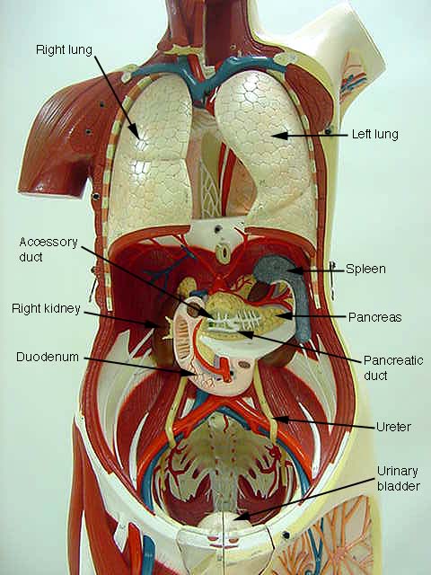 Labeled Human Torso Model Diagram : 1 2 Structural Organization Of The