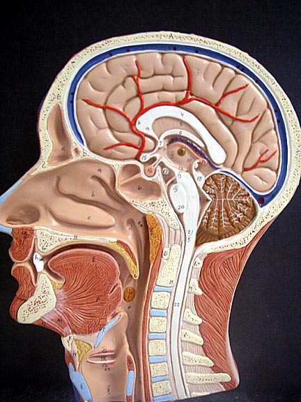 Human Head Anatomical Model Anatomy Of The Skull Sagittal Sinus Oral
