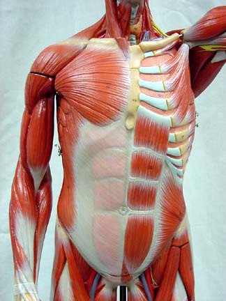 Chest Muscles Anatomy Man Chest Muscles Anatomy Images Stock Photos