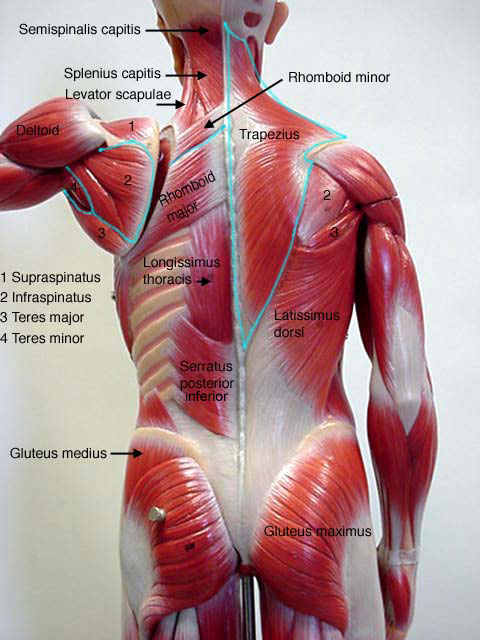 Male Muscle Model