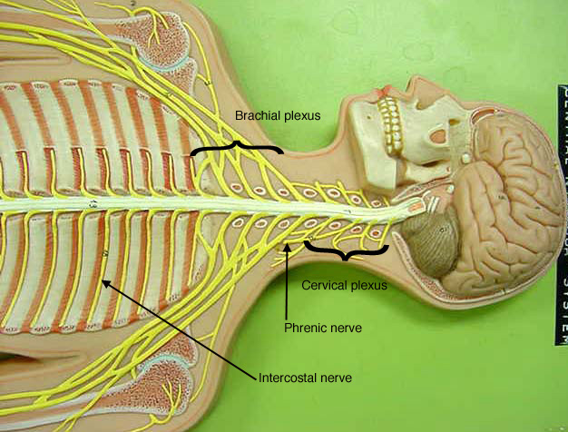 1000+ images about A&P.3.Nerve.Endocrine on Pinterest | Cranial Nerves