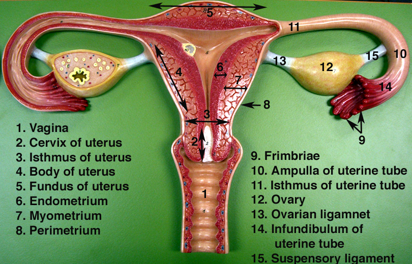 female reproductive system model labeled