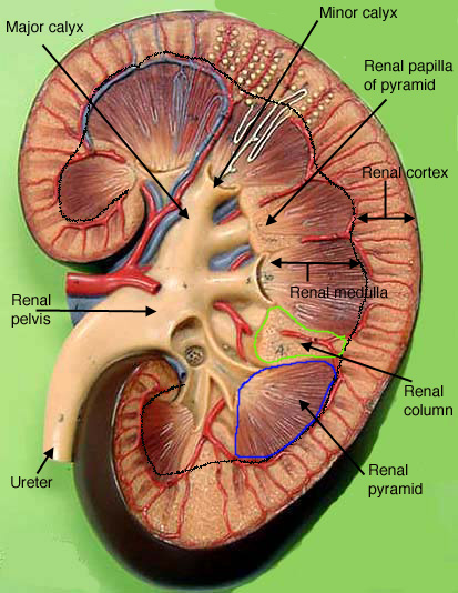 Gallery Kidney Dissection Labeled