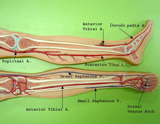 blood vessels blank blood vessel diagram exercise 32 anatomy of ...