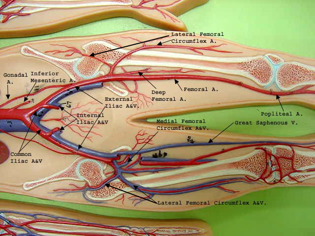 blood vessels blank blood vessel diagram exercise 32 anatomy of ...