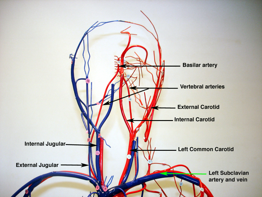 common carotid artery model