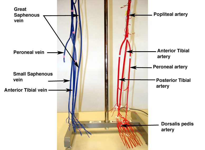 Arteries And Veins Diagram To Label - Human Anatomy