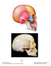 Skull_Lateral.jpg (87729 bytes)