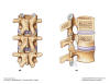 VertebralAnatomy2.jpg (122577 bytes)