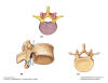 VertebralAnatomy.jpg (82120 bytes)