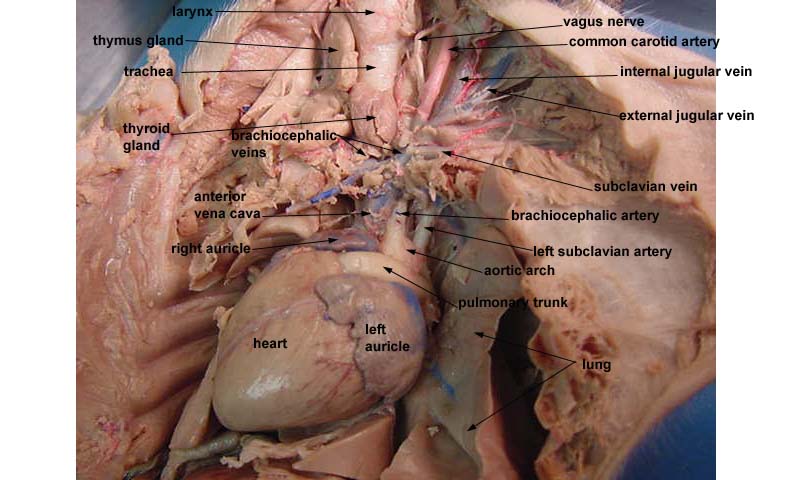 Fetal Pigs